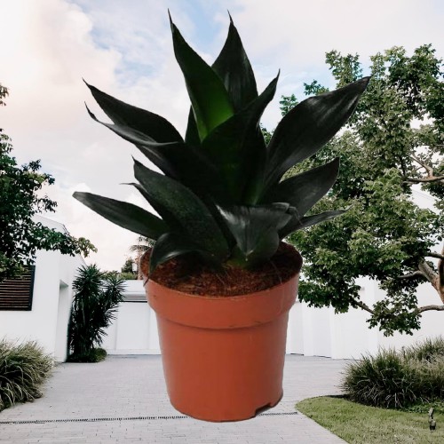 Tanaman hias Sansevieria black dragon