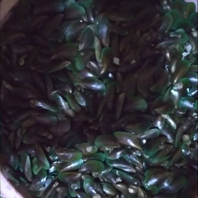 

Kerang ijo