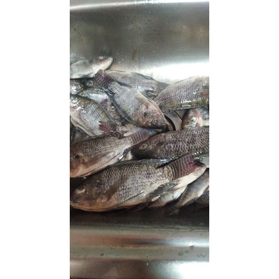 

ikan Nila