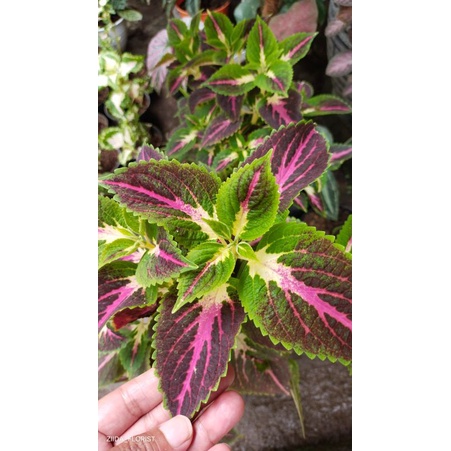 Miana Mojang Priangan