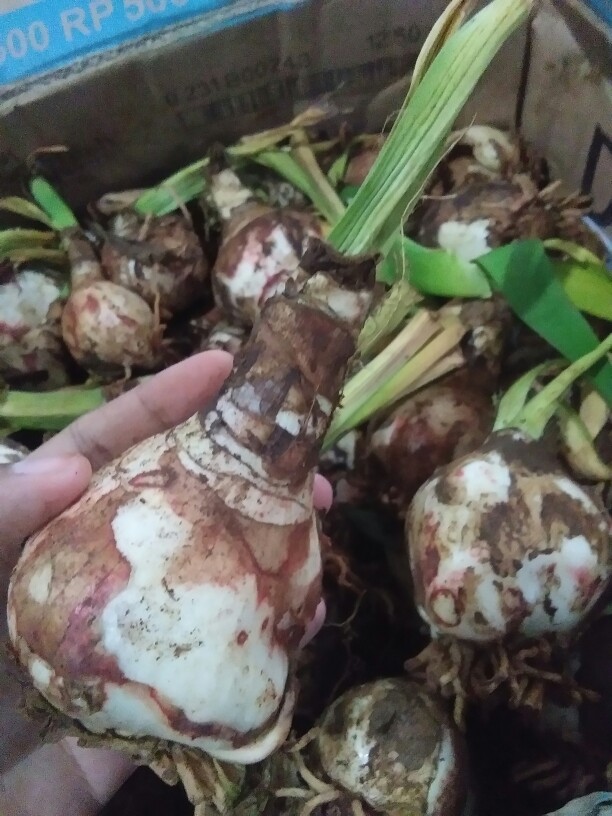 Umbi Amarilis. Umbi Bawang Brojol. Bawang Bawangan Warna Orange