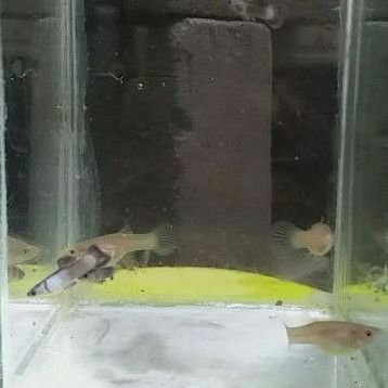 IKAN GUPPY MINI PANDA
