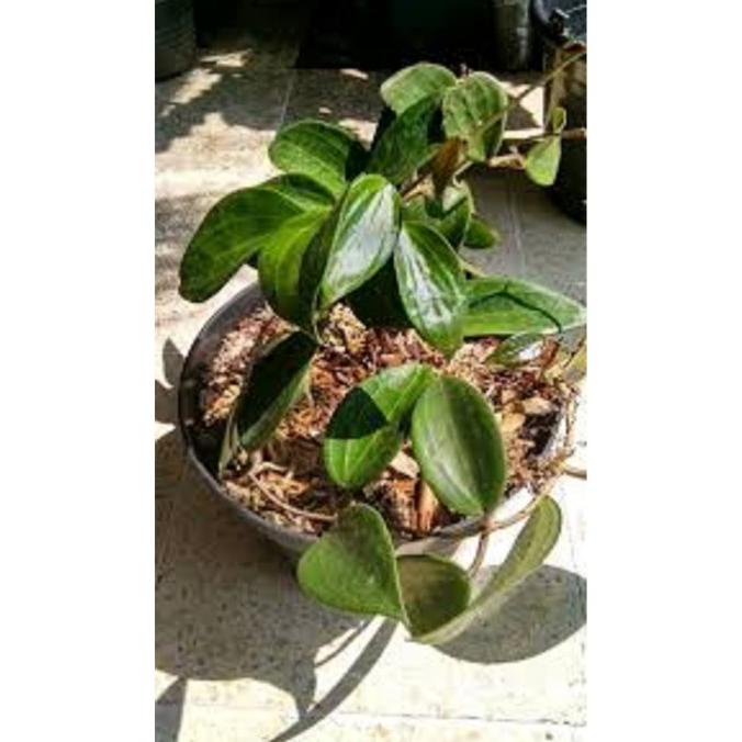 Tanaman hias pot gantung Hoya macrophylla Rimbun
