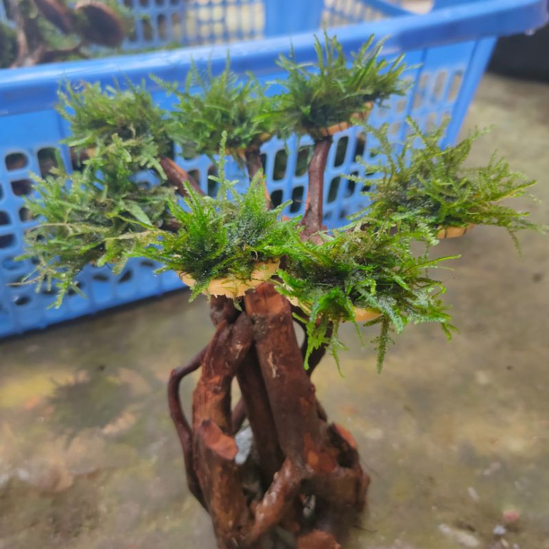 Bonsai Aquascape di Shopee Indonesia