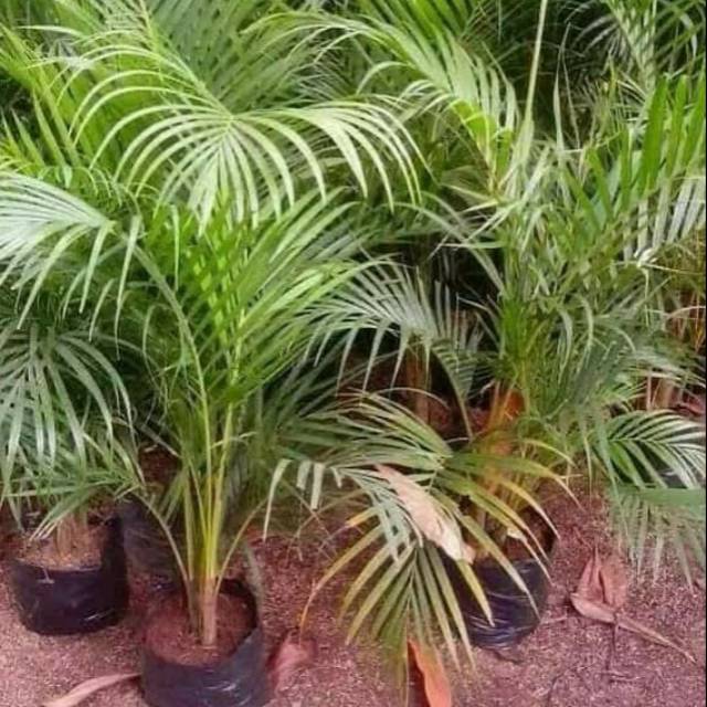 Tanaman hias palem kuning - tanaman indoor - palem kuning