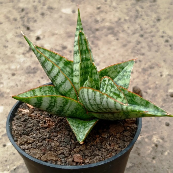 sansevieria hybrid sindoro