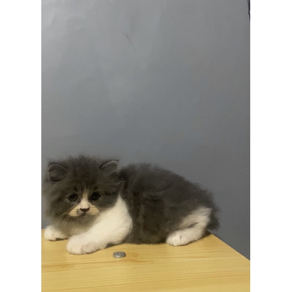 KUCING KITTEN NORWEGIAN ABU