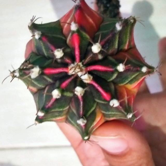 Kaktus Mihanovichii Starfire Ownroot Cantik