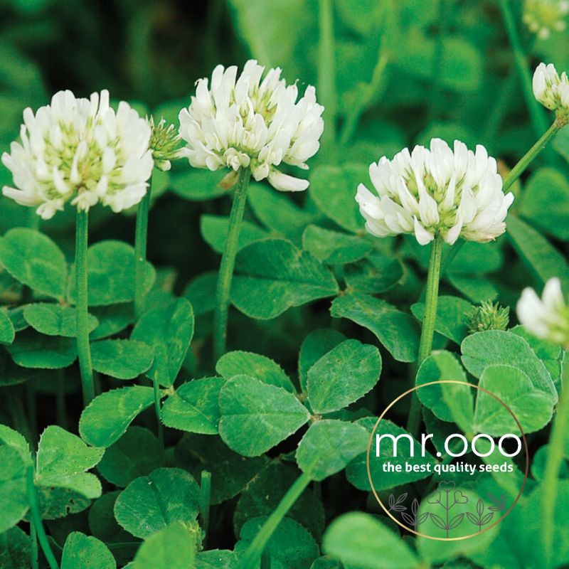 Benih Cover Crop - New Zealand White Clover - 100 Benih - Import