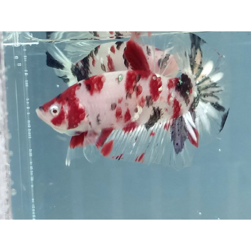 Ikan Cupang/Betta Fish/Ikan Cupang Koi