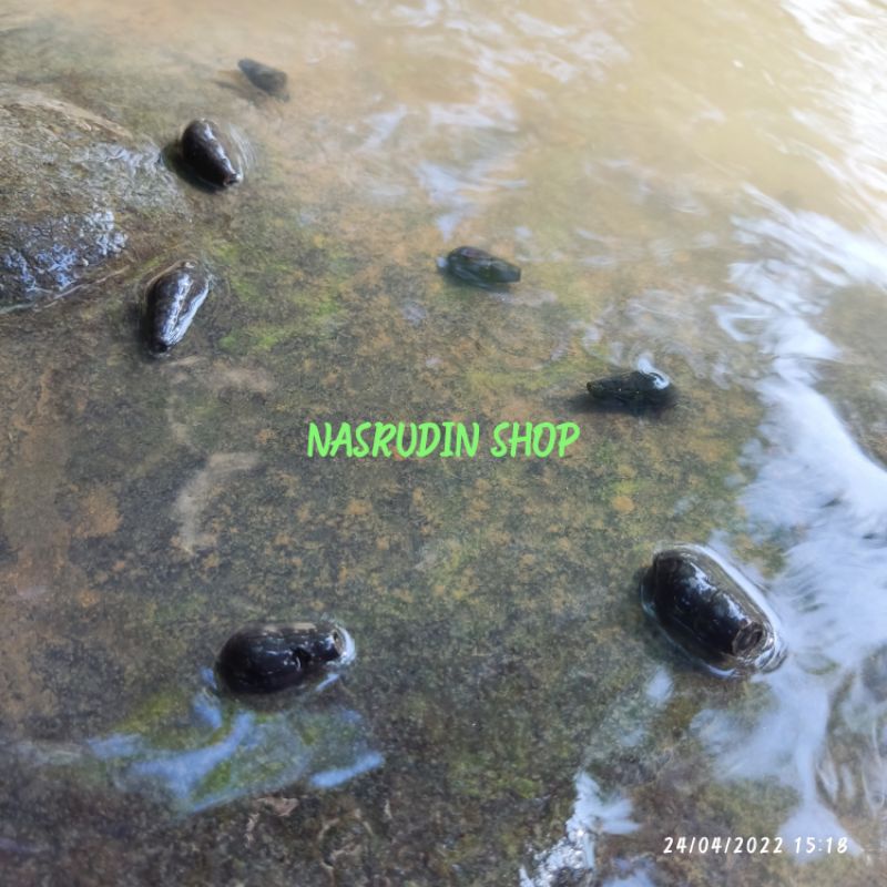 

[Fresh] KEONG SUNGAI HIDUP 50 EKOR / KEONG KALI / TRIPANG / BAKICOT SUNGAI / BEKICOT KALI / KEONG
