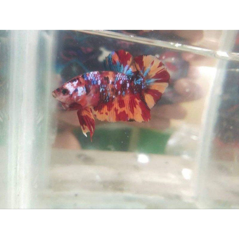 Anakan / Bahanan Ikan cupang hias Koi / Nemo galaxy multi colour #001