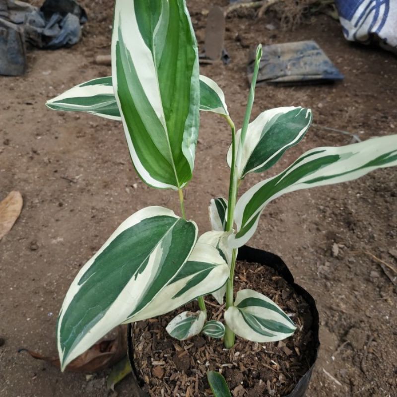 Tanaman hias umbi garut/umbi patat varigata