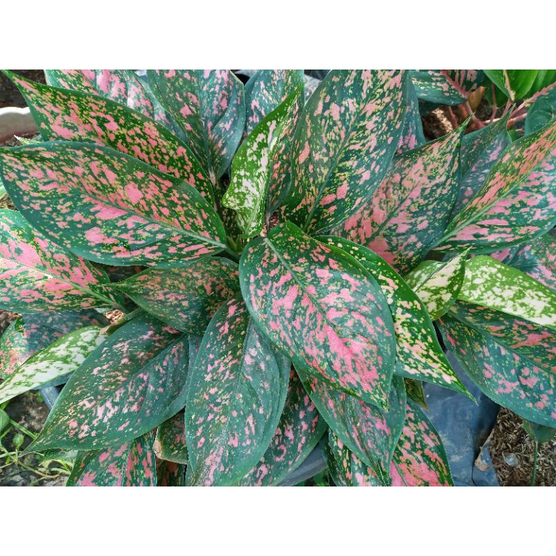 AGLONEMA VENUS RUMPUN ISI 7 POHON REALPICT / AGLONEMA VENUS INDUKAN  REALPICT / AGLONEMA VENUS RUMPU