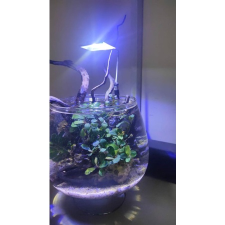 LAMPU LED HPL 3 WATT UNTUK AQUASCAPE / AQUARIUM