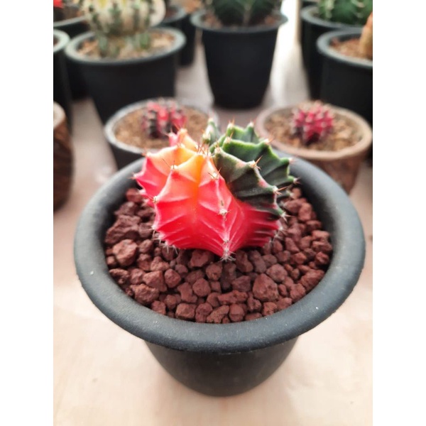 Gymno Miha Hybrid Variegata