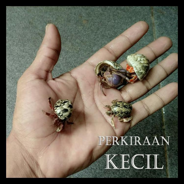 Kelomang Umang Umang Keong Kepompong Pompongan Kecil Murah Jual Murah