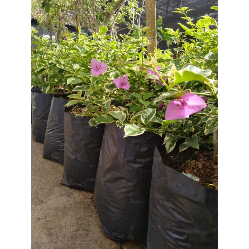 bibit bunga bougenville varigata / bugenvil varigata