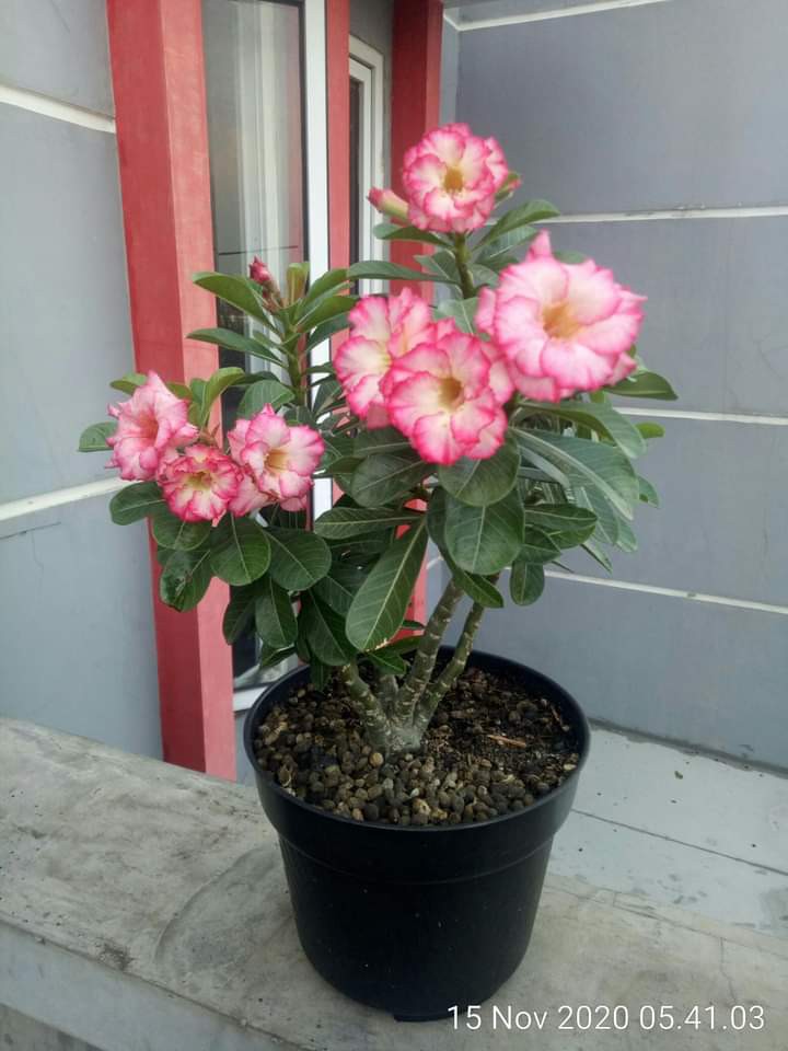 Adenium Grafting royan Empress