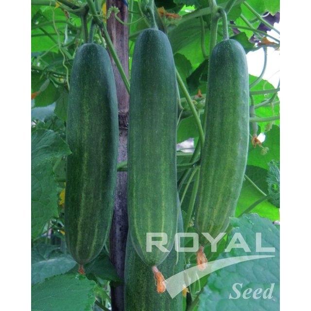 BENIH MENTIMUN GALAXY SUPER KEMASAN ISI 800 BIJI