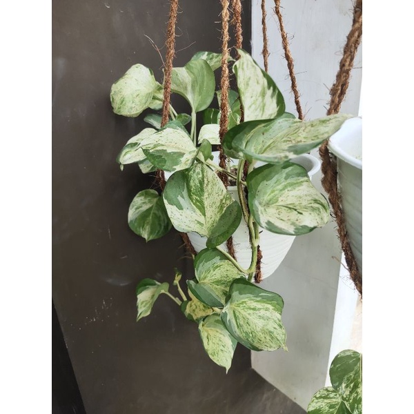 Tanaman Sirih Manjula Ekonomis/Rimbun/Murah