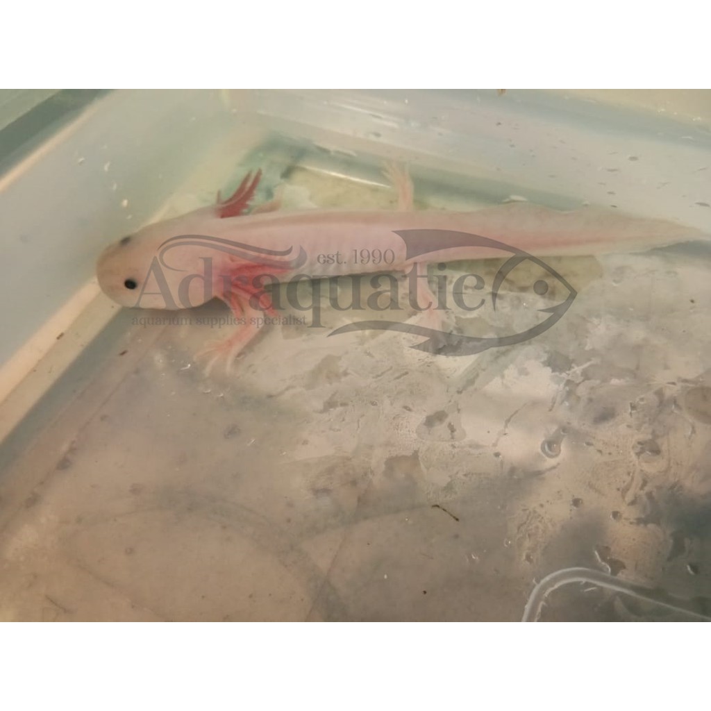 Bandung Axolotl Putih Mata Hitam Leucistic White Dogfish Salamander Walking Fish Mexicanum Shopee Indonesia