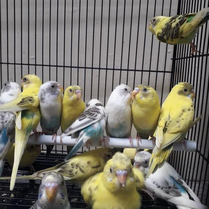 Burung Parkit Shopee Indonesia