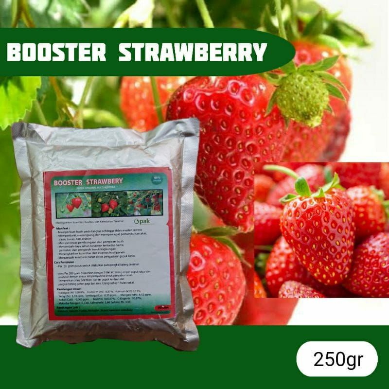 PUPUK BOOSTER STRAWBERRY PELEBAT BUAH STRAWBERRY