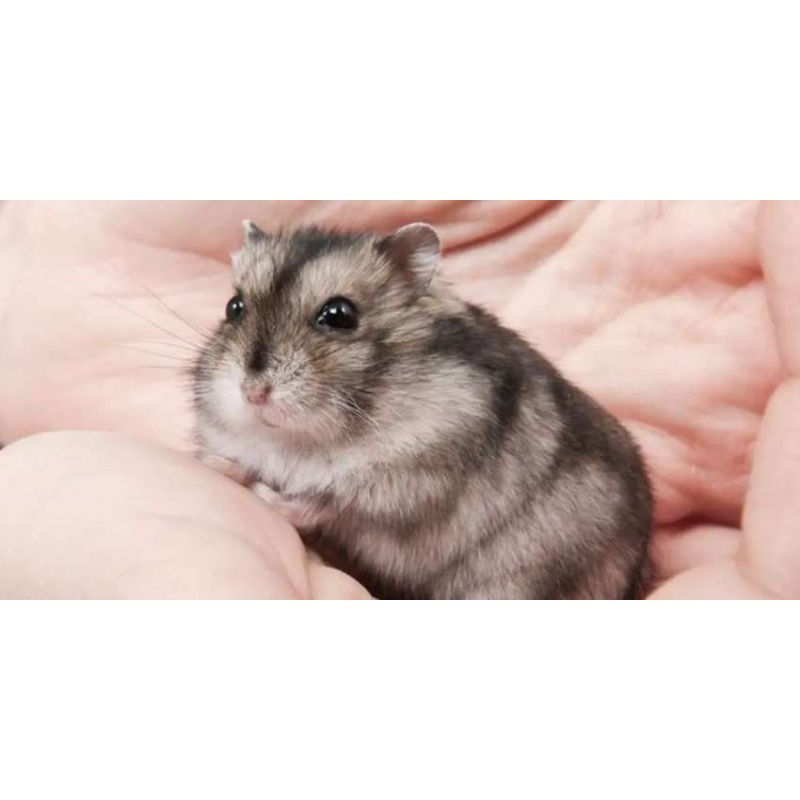 Hamster Murah Bandung Kirim Seluruh INDONESIA| Hamster  Campbell Bekal Dan Makanan Hamster