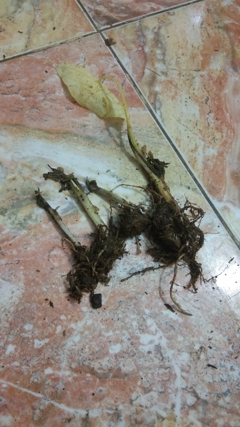 Tanaman Hias Keladi Lipstik Pink Tanaman Hias