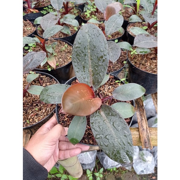 Tanaman Hias  philodendron Black Cardinal Brazil Original asli
