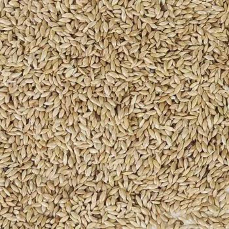 Canary Seed Merk Vita Kemasan 500gr
