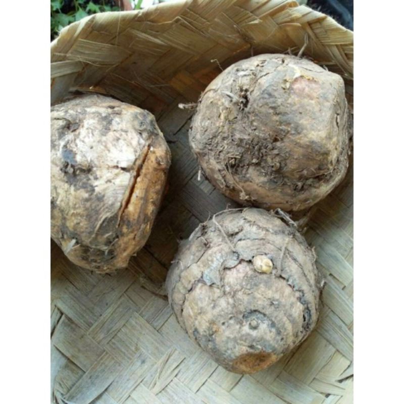 

TEMULAWAK SEGAR HERBAL 1KG