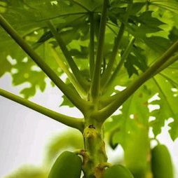 

batang dan daun pepaya segar per 6 batang