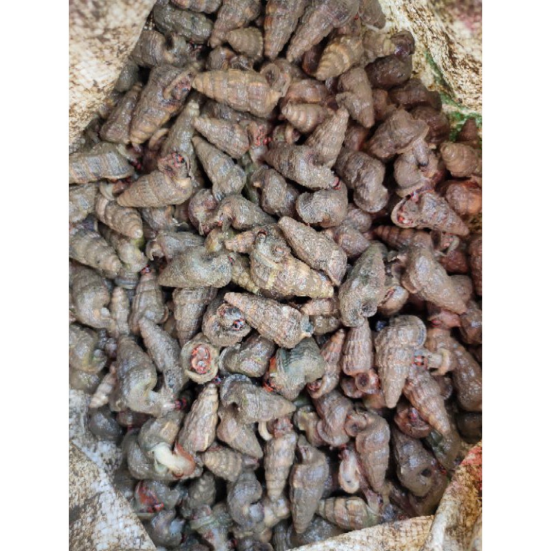 

Tengkuyung hidup fresh
