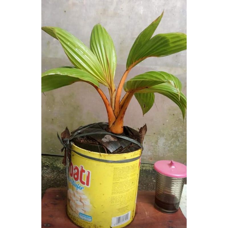 bonsai kelapa gading orange siap pajang
