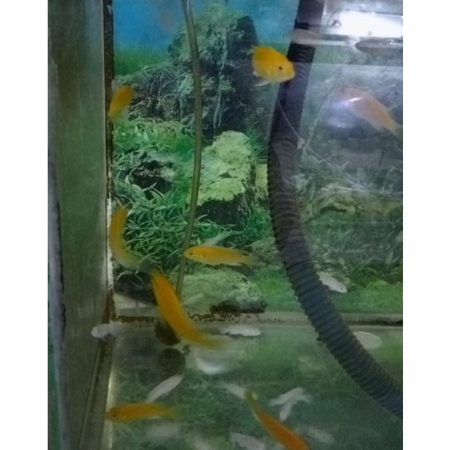 

IKAN lEMON 5-6cm