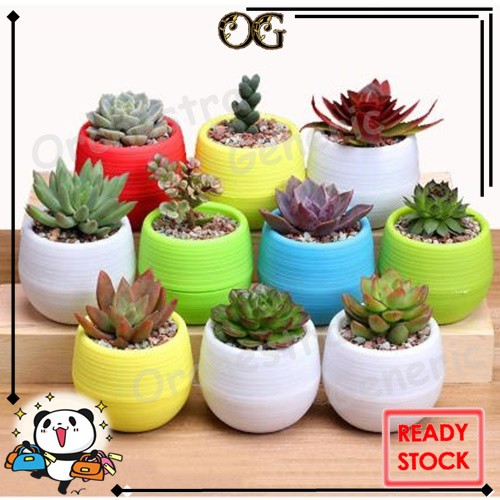 Pot Bunga Mini Klasik Plastik Warna Warni Untuk Dekorasi Pot Bunga Mini Klasik Plastik Warna Warni Untuk Dekorasi