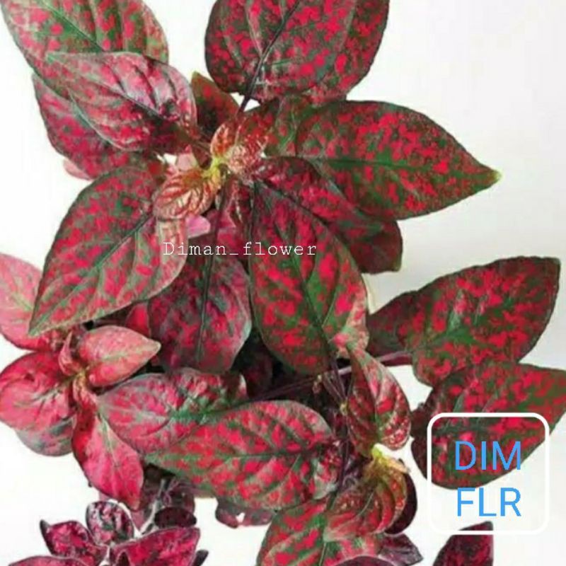 TANAMAN HIAS HYPOESTES MERAH