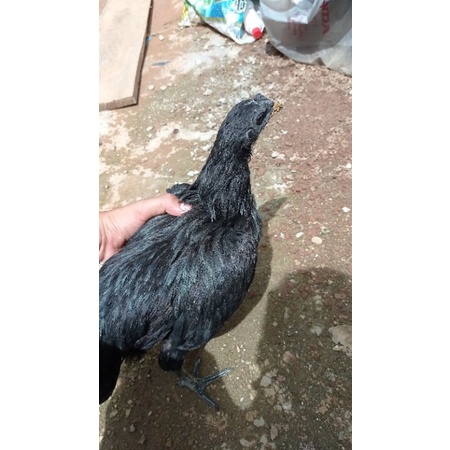 

Telur Ayam Cemani
