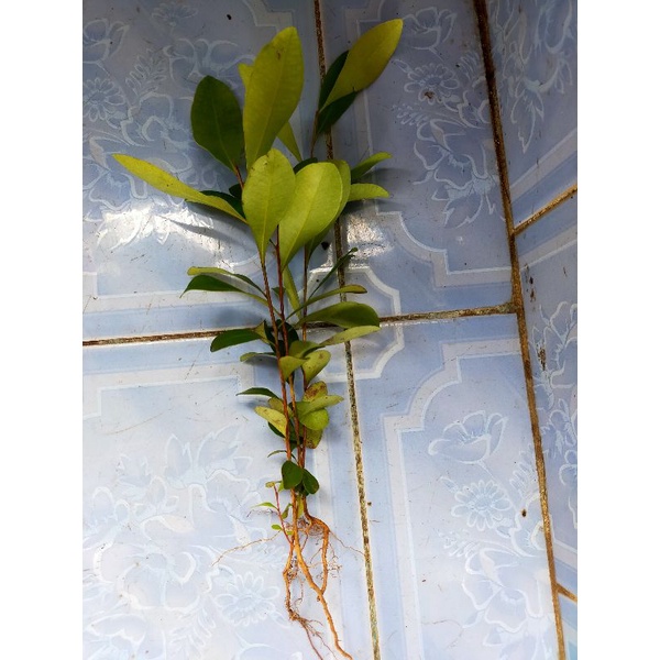 Bibit Pelawan Pakan Lebah Madu Pahit