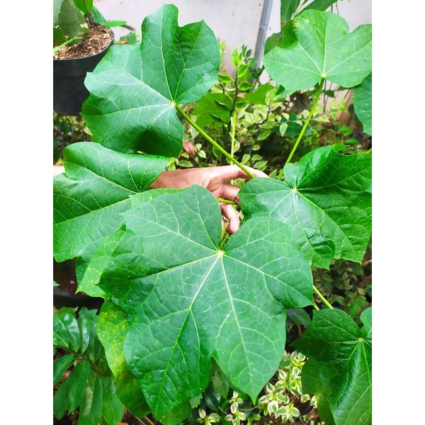 daun jarak /10 helai