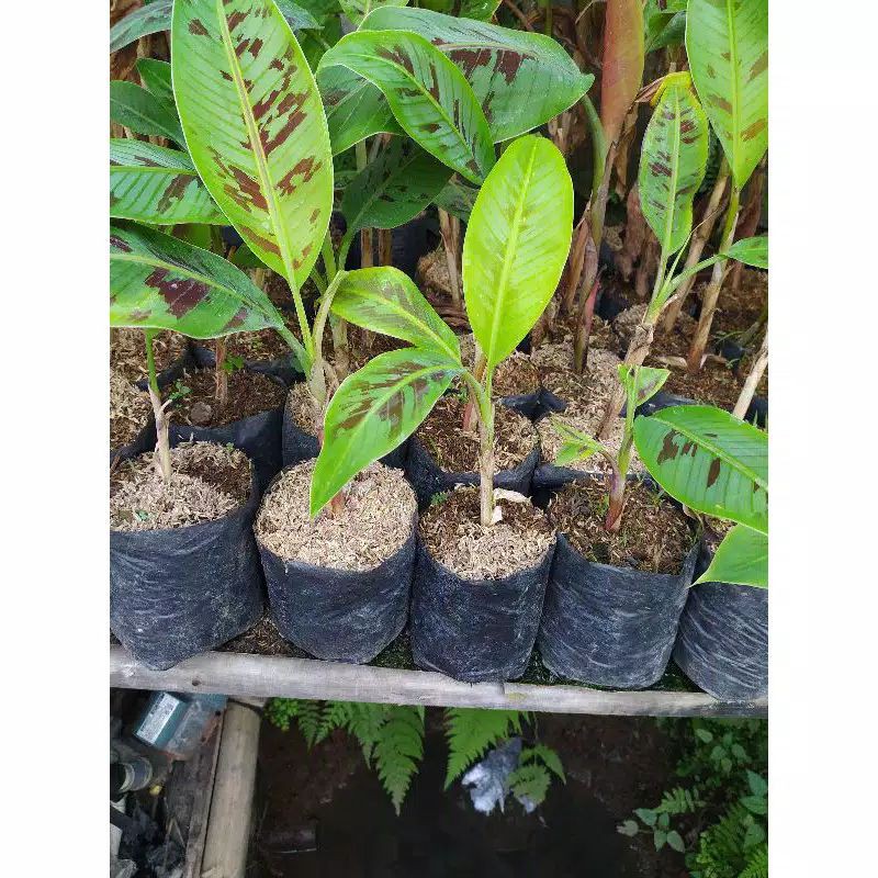 Tanaman Hias Banana Blood's - pohon banana