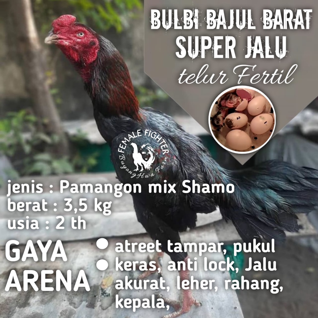ayam bangkok telur fertil asli aduan bulbi bajul barat super jalu