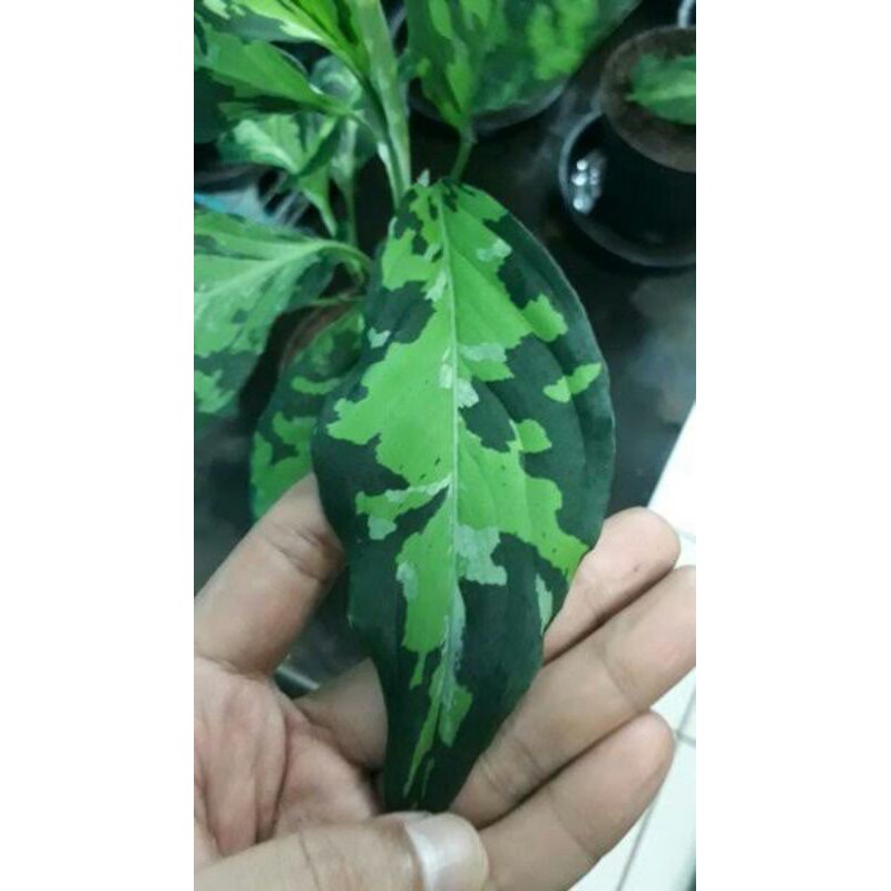 Tanaman Hias-Aglonema Army Pictum Tricolor