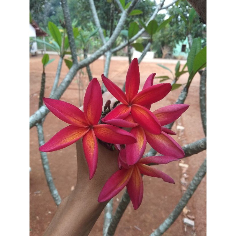 Bibit stek batang kamboja bunga merah fanta / kamboja merah fanta