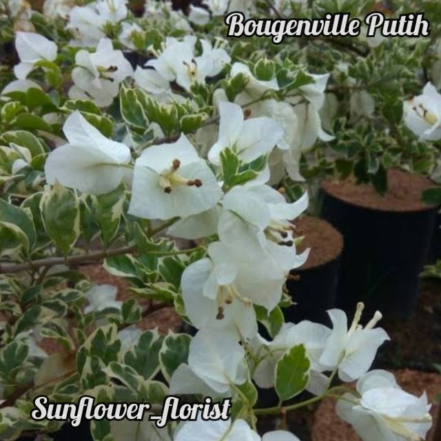 Bunga Bougenville Varigata Putih