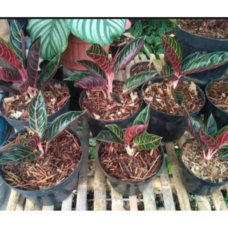 Tanaman hias red sumatra /aglonema red sumatra