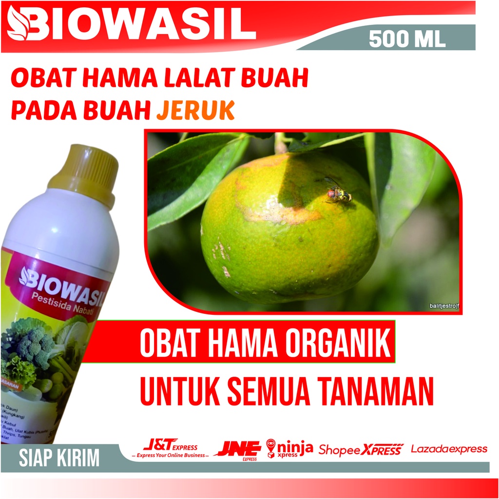 Promo Biowasil Insektisida Hama Lalat Buah Pada Jeruk Nipis Paling Ampuh - Insektisida Cair Untuk Ha