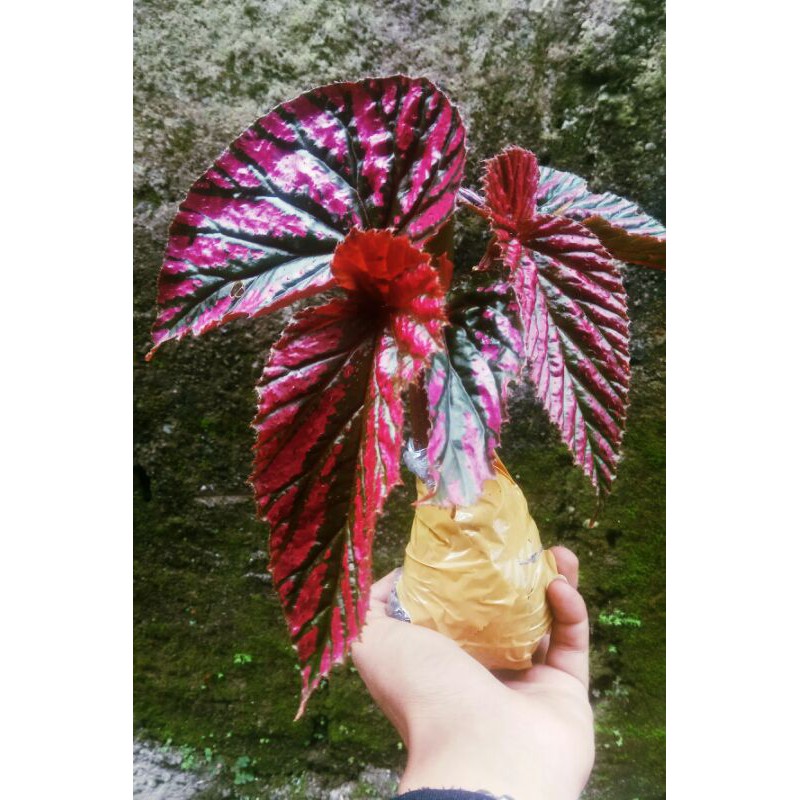 Begonia rex walet